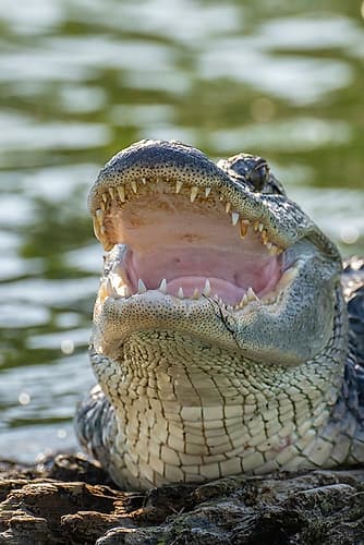 USA-Louisiana-Lake Martin Close-up of alligator cooling off Animals Print